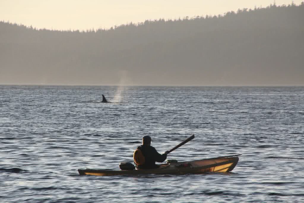Paddling the Inside Passage: Q and A with Going Solo Adventures